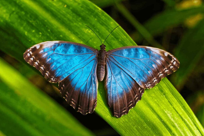 Green Hills Butterfly Ranch: Belize's Best Butterfly Ranch Must Visit!